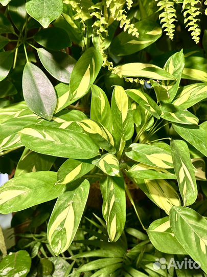 Калатея лубберса