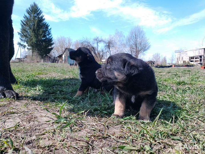 Щенки в добрые руки даром