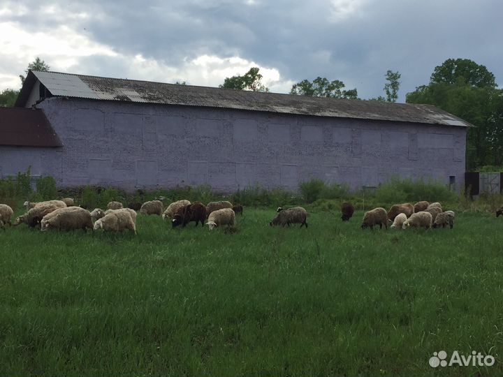 Фермерское овцеводческое хозяйство