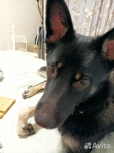 Собака друг