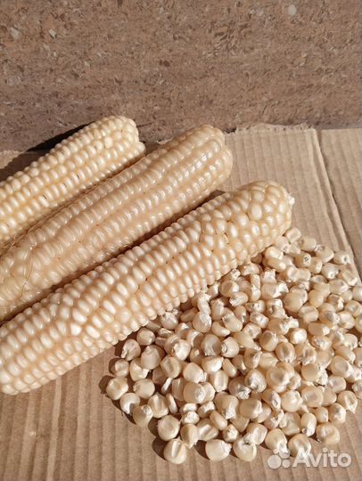 Белая кукуруза