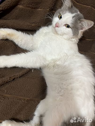 Отдам кота в добрые руки
