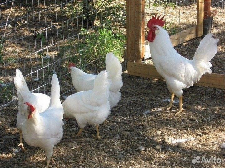 Куры несушки