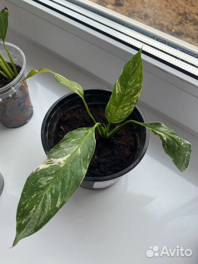 Спатифиллум