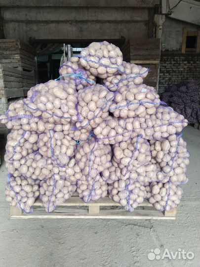 Продам картофель оптом