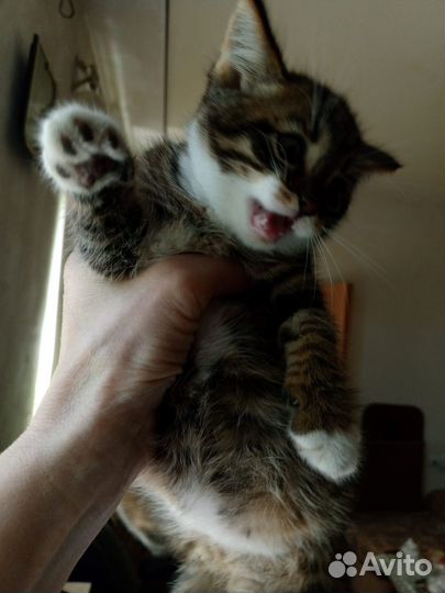 Кошка