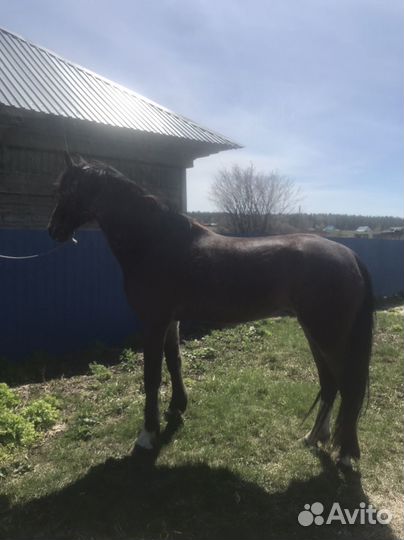 Орловская кобыла