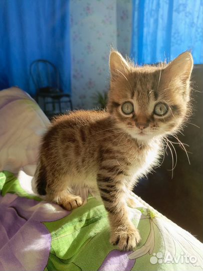 Кошки бесплатно