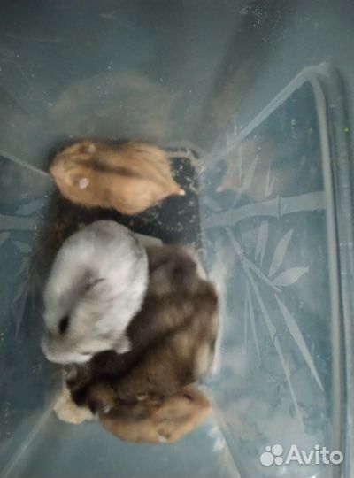 Продаю хомяков