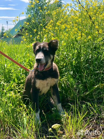 Щенок мальчик Барон 4 мес ищет семью