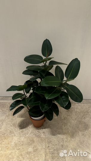 Фикус эластика робуста