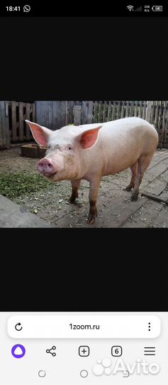 Мясо свинина