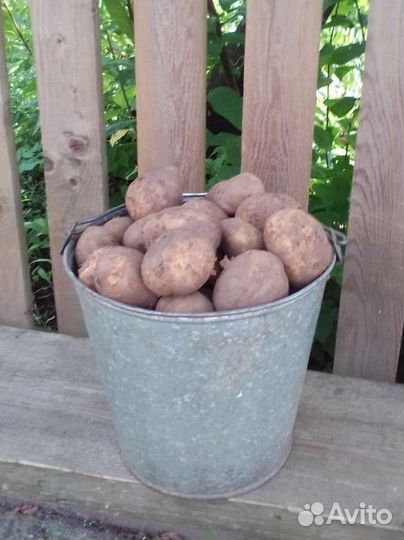 Продам картофель