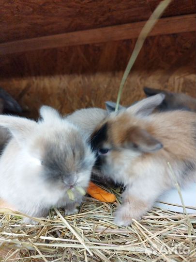 Декоративные карликовые кролики. Бронь