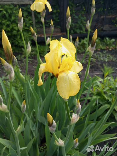 Ирис бородатый Yellow