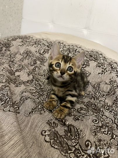 Бенгальские котята