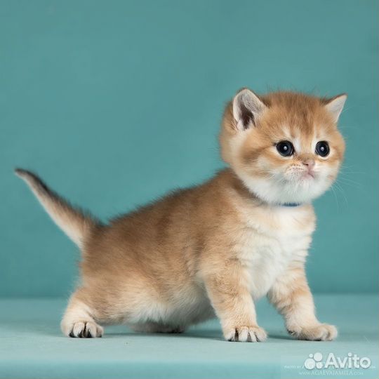 Котята золотые британские шиншиллы