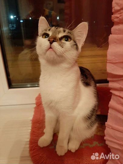 Кошечка