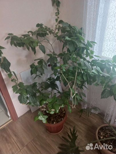 Китайская роза