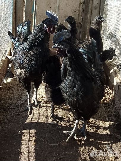 Инкубационное яйцо породистых кур