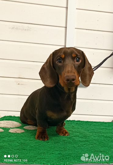 Карликовая шоколадная такса подрощеный мальчик