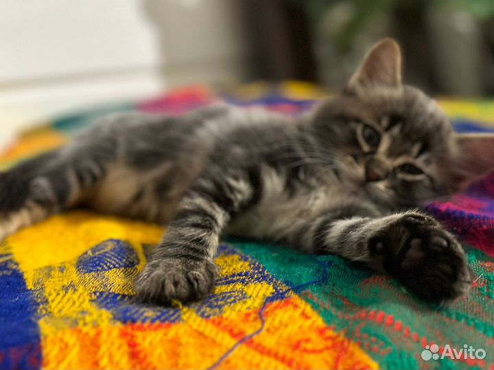 Котята в очень хорошие руки