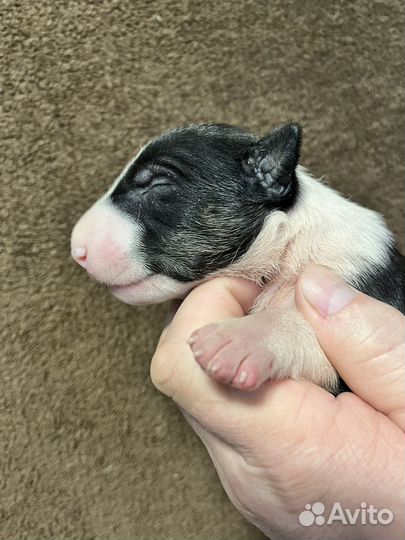 Стандартный бультерьер