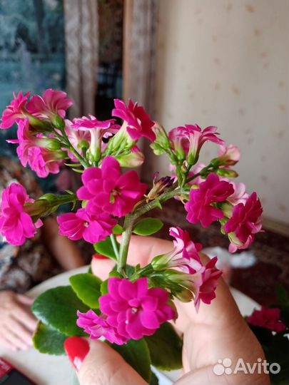 Каланхоэ и эхеверия
