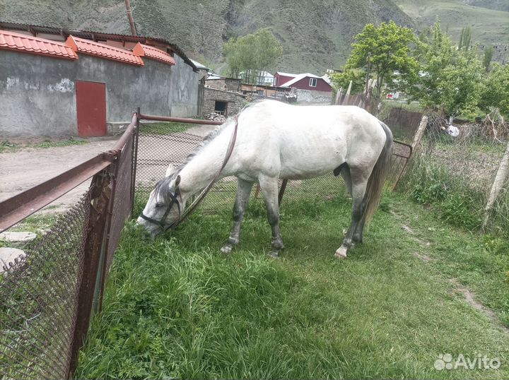Продам лошадь