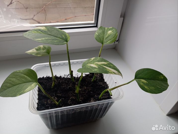 Эпипремнум ауреа