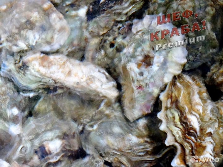 Устрицы дальневосточные хасанские