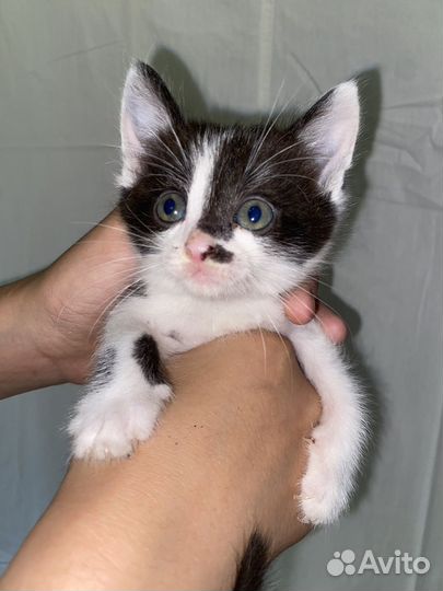 Отдадим даром в хорошие руки