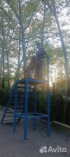 Передержка животных на время отпуска