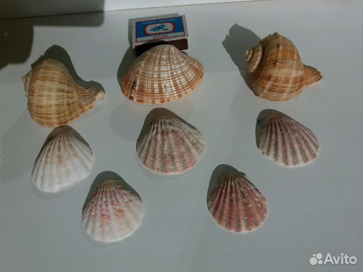 Н-р ракушек