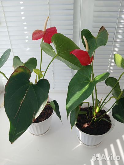 Антуриум Адиос ред