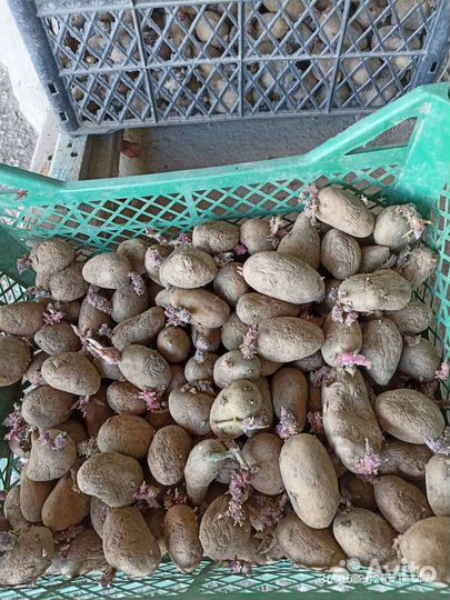 Семенной картофель