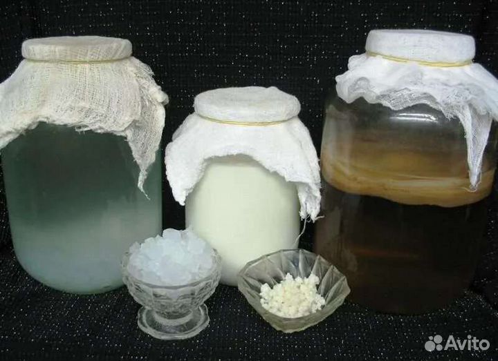 Чайный и рисовый (морской, индийский) гриб