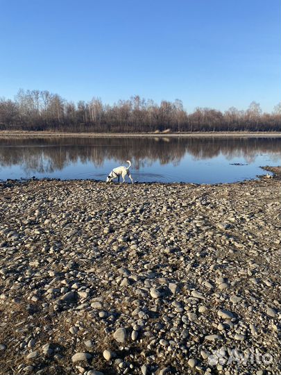 Отдам в добрые руки