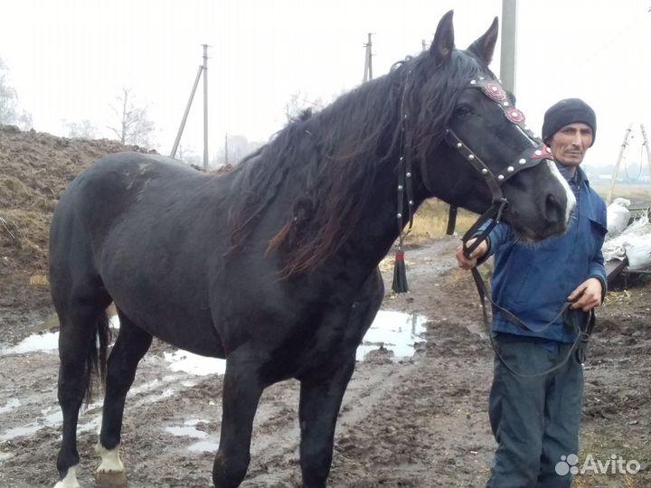 Продаётся жеребец