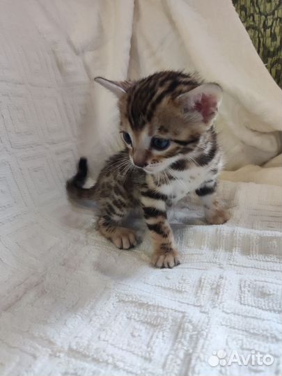 Бенгальские котята
