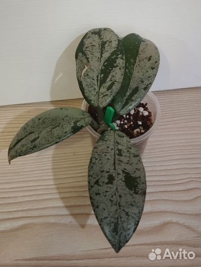 Хойя wilbur graves