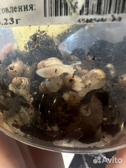 Улитки ахатины бесплатно