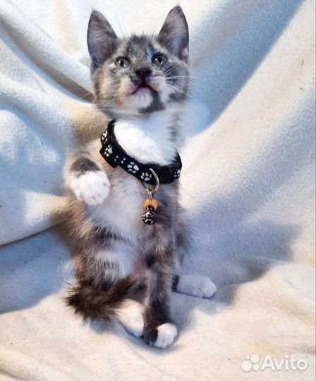 Котёнок, девочка, 2 месяца