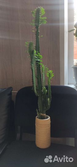 Молочай трехгранный