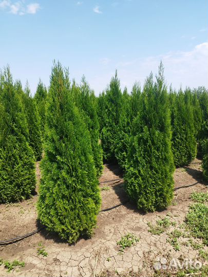 Туя смарагд премиум класса