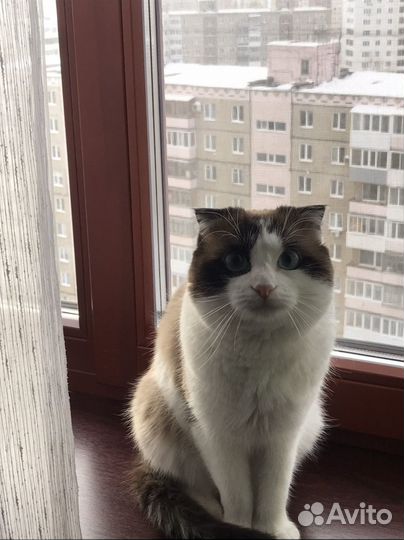 Котик ищет семью