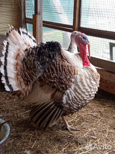 Индюшата,Кша, Лакеданзи, Амераукана,Маран