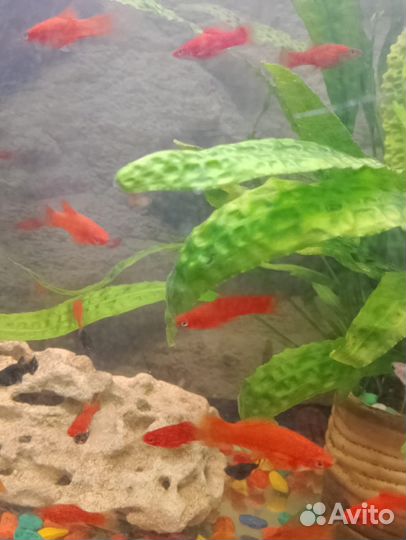 Аквариумные рыбки