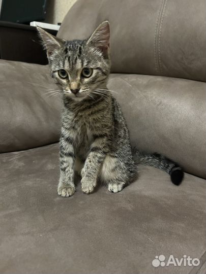 Котята в добрые руки бесплатно девочка