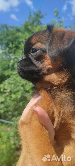 Девочка Пти Брабансон